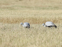 Blue crane - Etosha