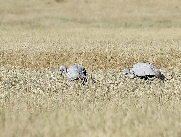 Blue crane - Etosha