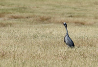 Blue crane - Etosha