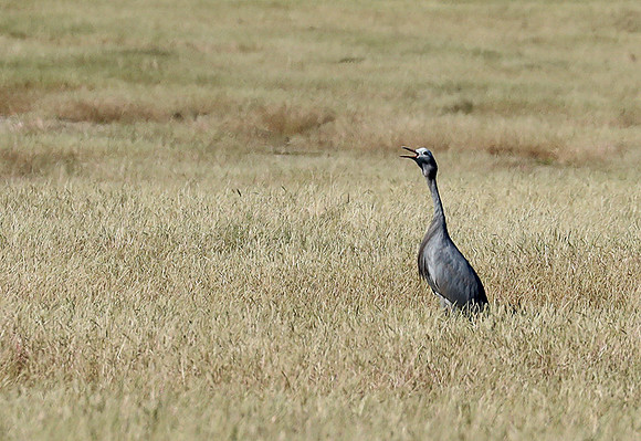 Blue crane - Etosha