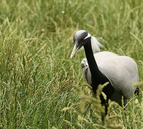 Demoiselle crane - Parc animalier de Ste Croix