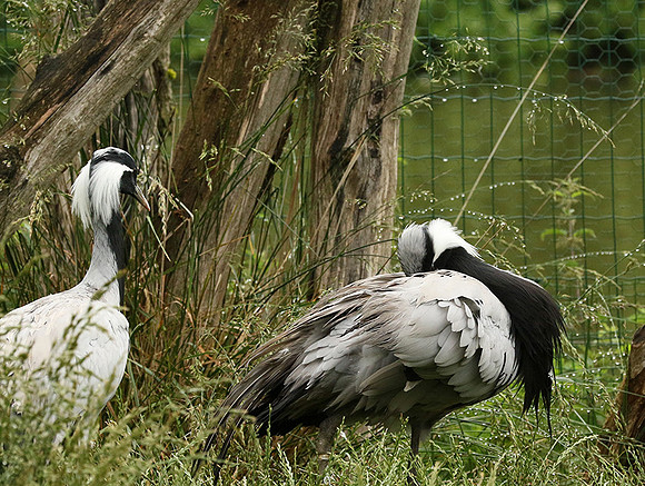 Demoiselle crane - Parc animalier de Ste Croix