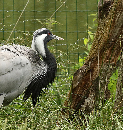Demoiselle crane - Parc animalier de Ste Croix
