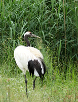 Red-crowned crane - Parc animalier de Ste Croix