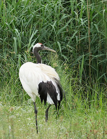Red-crowned crane - Parc animalier de Ste Croix