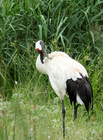 Red-crowned crane - Parc animalier de Ste Croix