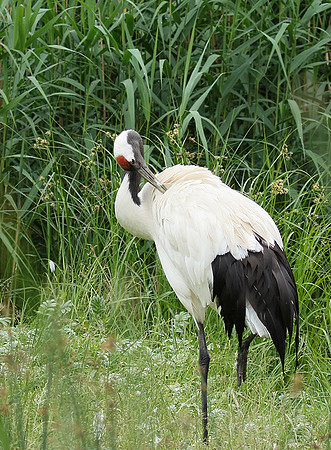 Red-crowned crane - Parc animalier de Ste Croix