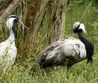 Demoiselle crane - Parc animalier de Ste Croix