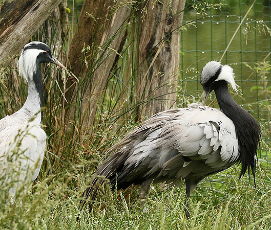 Demoiselle crane - Parc animalier de Ste Croix