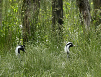 Demoiselle crane - Parc animalier de Ste Croix