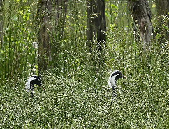 Demoiselle crane - Parc animalier de Ste Croix