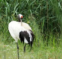 Red-crowned crane - Parc animalier de Ste Croix