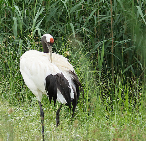 Red-crowned crane - Parc animalier de Ste Croix