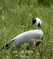 Demoiselle crane - Parc animalier de Ste Croix