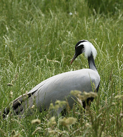 Demoiselle crane - Parc animalier de Ste Croix
