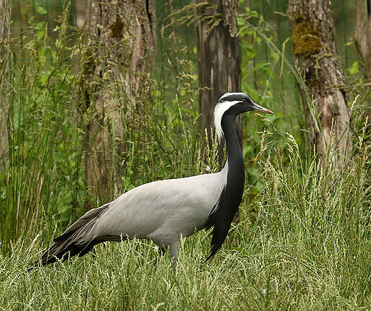 Demoiselle crane - Parc animalier de Ste Croix