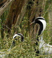 Demoiselle crane - Parc animalier de Ste Croix