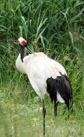 Red-crowned crane - Parc animalier de Ste Croix