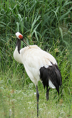 Red-crowned crane - Parc animalier de Ste Croix