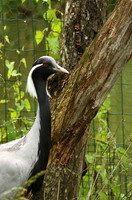 Demoiselle crane - Parc animalier de Ste Croix