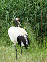 Red-crowned crane - Parc animalier de Ste Croix