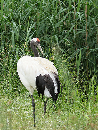 Red-crowned crane - Parc animalier de Ste Croix