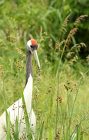 Red-crowned crane - Parc animalier de Ste Croix