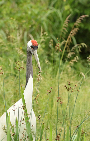 Red-crowned crane - Parc animalier de Ste Croix