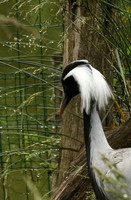 Demoiselle crane - Parc animalier de Ste Croix