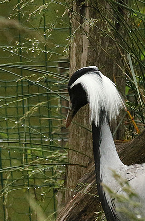 Demoiselle crane - Parc animalier de Ste Croix