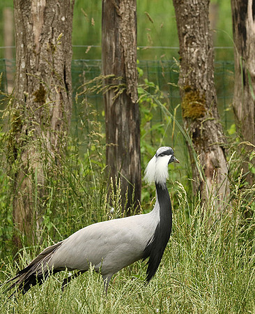 Demoiselle crane - Parc animalier de Ste Croix