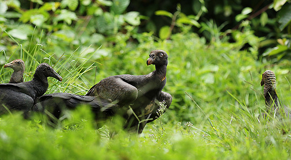 King vulture (sarcoramphe roi)