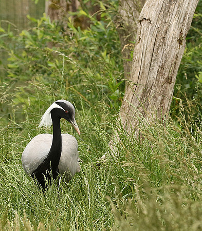 Demoiselle crane - Parc animalier de Ste Croix