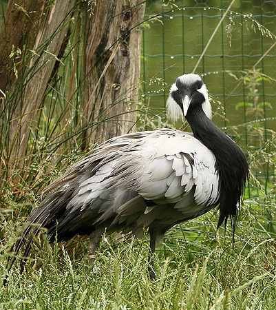 Demoiselle crane - Parc animalier de Ste Croix