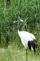 Red-crowned crane - Parc animalier de Ste Croix