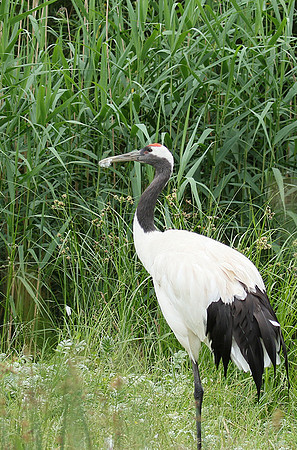 Red-crowned crane - Parc animalier de Ste Croix