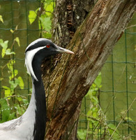 Demoiselle crane - Parc animalier de Ste Croix