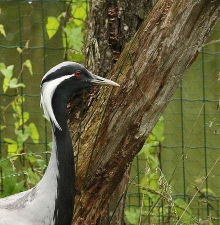 Demoiselle crane - Parc animalier de Ste Croix