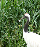 Red-crowned crane - Parc animalier de Ste Croix