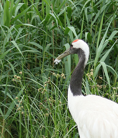Red-crowned crane - Parc animalier de Ste Croix