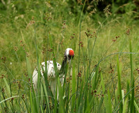 Red-crowned crane - Parc animalier de Ste Croix