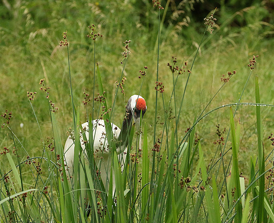 Red-crowned crane - Parc animalier de Ste Croix