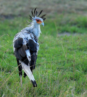 Secretarybird - Masaï Mara