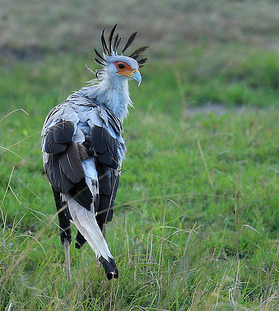 Secretarybird - Masaï Mara