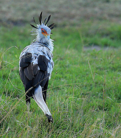 Secretarybird - Masaï Mara