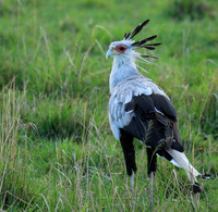 Secretarybird - Masaï Mara