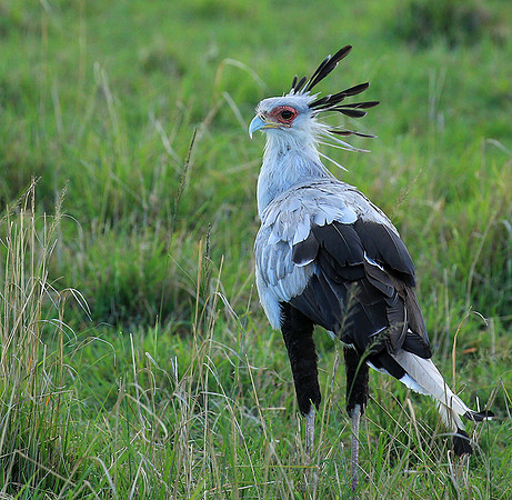 Secretarybird - Masaï Mara