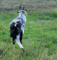 Secretarybird - Masaï Mara