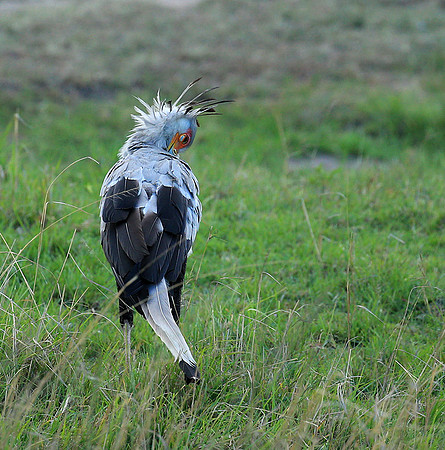 Secretarybird - Masaï Mara