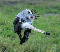 Secretarybird - Masaï Mara